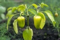 Two young green sweet peppers growing in the garden bed. Royalty Free Stock Photo