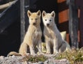 Two young greenland dogs in front of a house