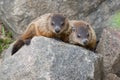 Two Young Groundhogs in Rouge National Urban Park