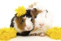 Two young guinea pigs and yellow flowers of dandelion.