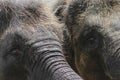 Two young and hairy Sumatra elephants trying to reach something with trunks