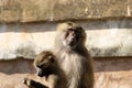 two young Hamadryas baboon (Papio hamadryas) sitting together Royalty Free Stock Photo