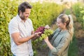 Two young happy vintners holding grapes Royalty Free Stock Photo