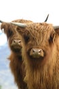 Two young Highland Cattle Royalty Free Stock Photo