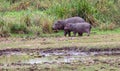 Two young hippopotamuses Hippopotamus amphibius Royalty Free Stock Photo