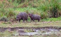 Two young hippopotamuses Hippopotamus amphibius playing Royalty Free Stock Photo