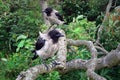 Two Young Hooded Crows Perched on Tree