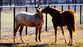 Two young horse colts nipping at eachother in a pasture. Royalty Free Stock Photo