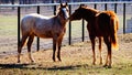 Two young horse colts standing in a pasture. Royalty Free Stock Photo