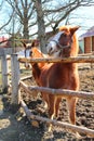 Two Young Horse in the Paddock Royalty Free Stock Photo