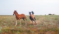 Two young horses, foals running Royalty Free Stock Photo