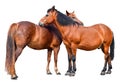 Two young horses isolated on white background.