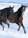 Two young horses playing on the snow field Royalty Free Stock Photo