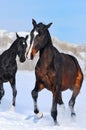 Two young horses playing on the snow field Royalty Free Stock Photo