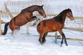 Two young horses playing on the snow field Royalty Free Stock Photo