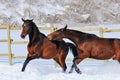 Two young horses playing on the snow field Royalty Free Stock Photo