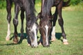 Two young horses with white stripes on their muzzles graze in the pasture Royalty Free Stock Photo