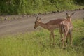 Two young Impala antelope walking next to a road at the Kruger National Park,South Africa. Royalty Free Stock Photo