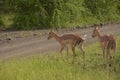 Two young Impala antelope walking next to a road at the Kruger National Park,South Africa. Royalty Free Stock Photo