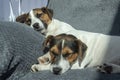 Two young Jack Russel puppies sleeping on a couch in the sun Royalty Free Stock Photo