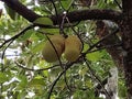 Two young jackfruits hanging from a sturdy tree branch, surrounded by dense green foliage and textured bark. Royalty Free Stock Photo