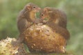 Two young Javan treeshrews are eating ripe soursop fruit that fell to the moss-covered ground.