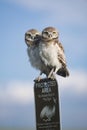 Two young juvenile burrowing owls perched atop a protected area sign