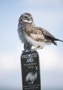 Two young juvenile burrowing owls perched atop a protected area sign