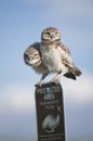 Two young juvenile burrowing owls perched atop a protected area sign