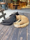 Two young kittens of black and red color are sleeping sweetly on a wooden table in Cyprus. Street cats sleep in nature Royalty Free Stock Photo