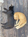 Two young kittens of black and red color are sleeping sweetly on a wooden table in Cyprus. Street cats sleep in nature. Top view, Royalty Free Stock Photo