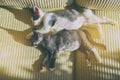 Two young kittens sleeping on sofa Royalty Free Stock Photo