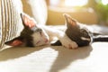 Two young kittens sleeping on sofa Royalty Free Stock Photo