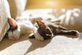Two young kittens sleeping on sofa Royalty Free Stock Photo