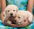 Two young labrador puppies in girl hands Royalty Free Stock Photo