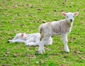 Two young lambs Royalty Free Stock Photo