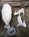 Two young lambs and ewe on straw inside barn Royalty Free Stock Photo