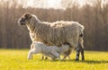 Two young lambs feeding from their mother Ewe sheep.