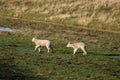 Two young lambs in a field in sunlight in winter