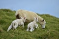 Two lambs with mother sheep Royalty Free Stock Photo