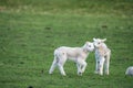 Two young lambs Royalty Free Stock Photo