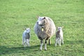 A mother sheep and her baby lambs in their field near to Oss  Netherlands Royalty Free Stock Photo