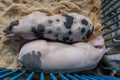 Two young large pigs lay asleep on a bed of wood shavings at county fair, top view