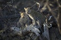 Two young leopard cubs Royalty Free Stock Photo