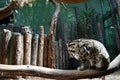 Two young leopard in a zoo Royalty Free Stock Photo