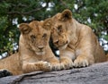 Two young lion on a big rock. National Park. Kenya. Tanzania. Masai Mara. Serengeti. Royalty Free Stock Photo