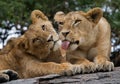 Two young lion on a big rock. National Park. Kenya. Tanzania. Masai Mara. Serengeti. Royalty Free Stock Photo