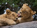 Two young lion on a big rock. National Park. Kenya. Tanzania. Masai Mara. Serengeti. Royalty Free Stock Photo