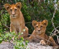 Two young lion on a big rock. National Park. Kenya. Tanzania. Masai Mara. Serengeti. Royalty Free Stock Photo