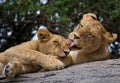 Two young lion on a big rock. National Park. Kenya. Tanzania. Masai Mara. Serengeti. Royalty Free Stock Photo